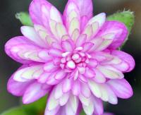 Full pink double becoming paler in the centre